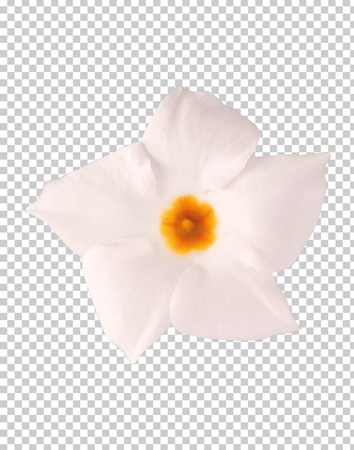 Flowering Plant PNG, Clipart, Flower, Flowering Plant, Mandevilla Sanderi, Others, Peach Free PNG Download