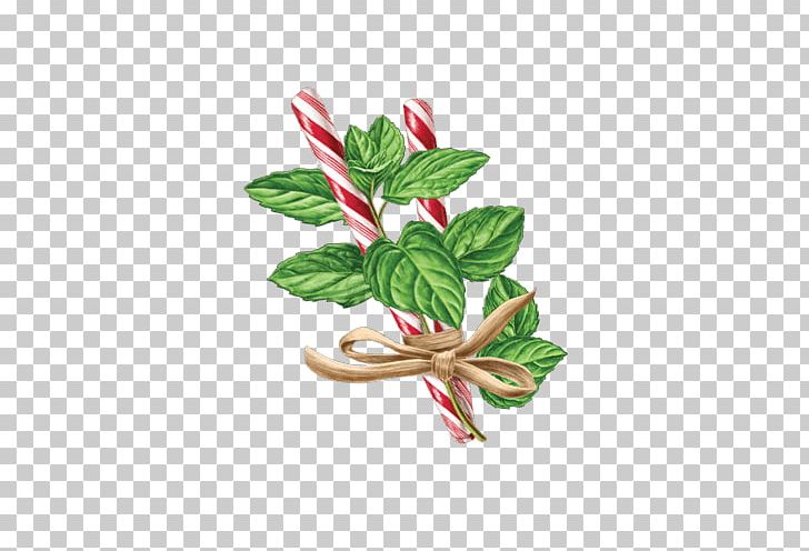 Herbal Tea Herbal Tea Tea Bag Peppermint PNG, Clipart, Caffeine, Camellia Sinensis, Celestial Seasonings, Flower, Food Free PNG Download