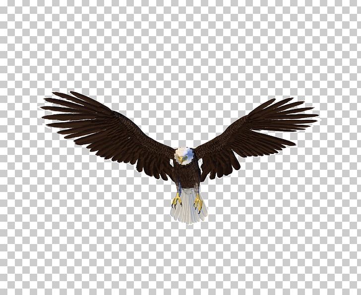 Bald Eagle Bird PNG, Clipart, Accipitriformes, Animals, Aquila, Bald Eagle, Beak Free PNG Download