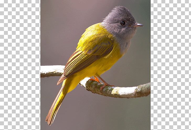 Finch Red Factor Canary Bird Yellow Canary Old World Flycatcher PNG, Clipart, Animals, Atlantic Canary, Beak, Beauty Things, Bird Free PNG Download