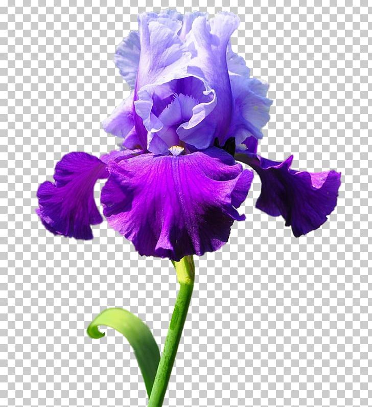 Irises Flower Blume PNG, Clipart, Cattleya, Cut Flowers, Digital Image, Flowering Plant, Iris Free PNG Download