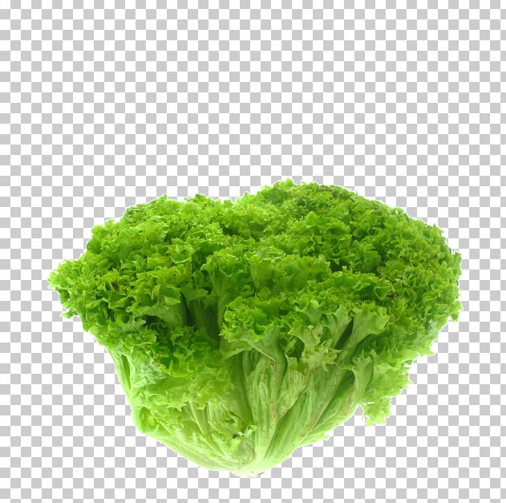 Salad Iceberg Lettuce Herb Romaine Lettuce Parsley PNG, Clipart, Artikel, Chicory, Curled Endive, Herb, Iceberg Lettuce Free PNG Download