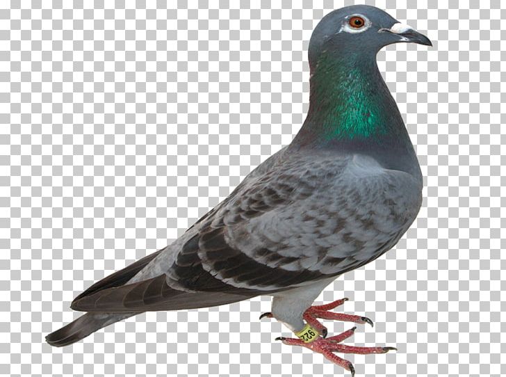 Columbidae Bird Racing Homer Rock Dove Hindi PNG, Clipart, Alphabet, Animals, Beak, Bird, Bird Control Free PNG Download