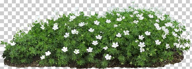 Flower Seed Plant Propagation PNG, Clipart, Art, Flower, Flower Garden, Garden, Germination Free PNG Download