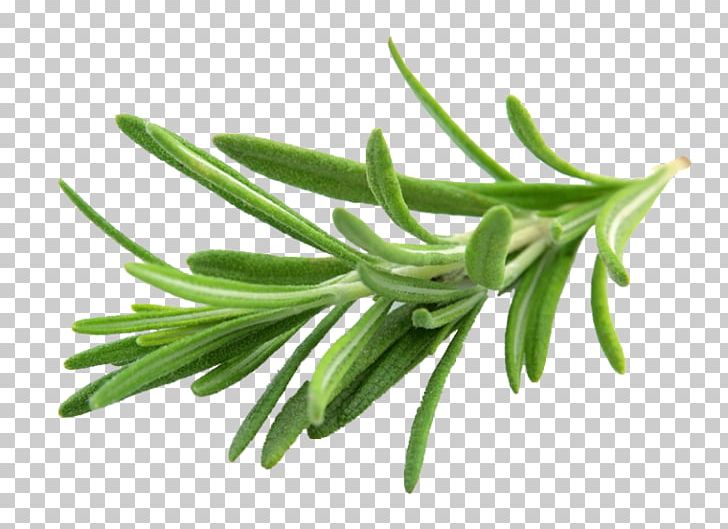 Rosemary Herb Flavor Spice Basil PNG, Clipart, Basil, Beefsteak Plant, Biberiye, Common Sage, Coriander Free PNG Download