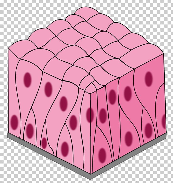 Simple Columnar Epithelium Pseudostratified Columnar Epithelium Simple Squamous Epithelium Stratified Squamous Epithelium PNG, Clipart, Angle, Biology, Cell, Connective Tissue, Epithelium Free PNG Download