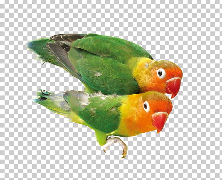 baby parrot clipart image