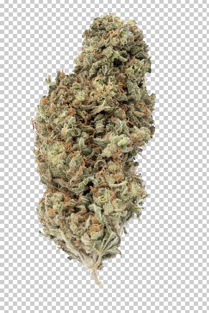 Cannabis Sativa Ssp. Sativa Kush White Widow Seed PNG, Clipart, Autoflowering Cannabis, Bud, Camouflage, Cannabidiol, Cannabis Free PNG Download