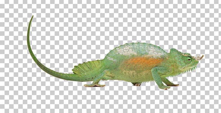 Chameleons Lizard Reptile PNG, Clipart, Abstract Pattern, Animal, Animals, Biological, Download Free PNG Download