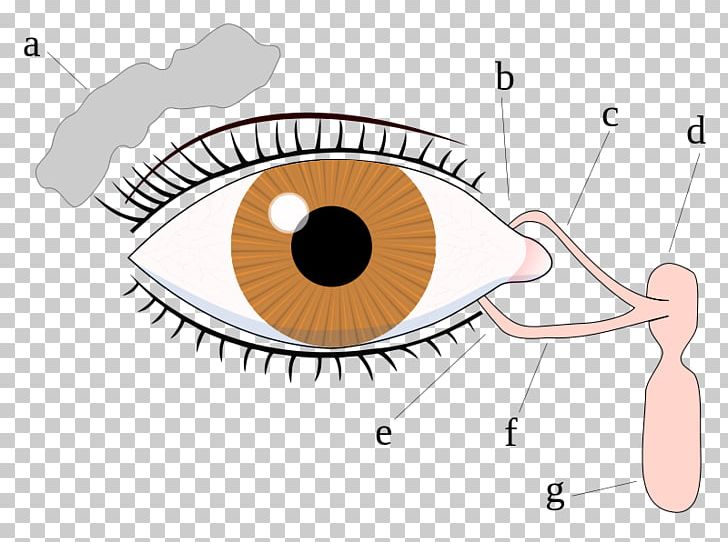 Eyelid Lacrimal Canaliculi Tears Nasolacrimal Duct PNG, Clipart, Angle, Area, Blepharoplasty, Circle, Conjunctiva Free PNG Download
