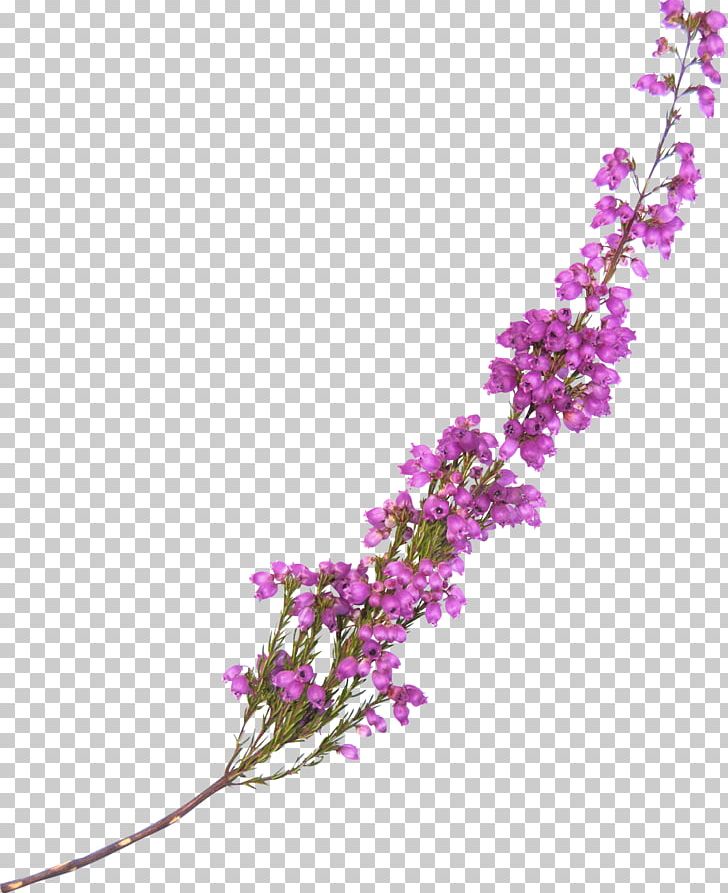 Flower Lavender Violet PNG, Clipart, Artificial Flower, Blossom, Branch, Clip Art, Cut Flowers Free PNG Download