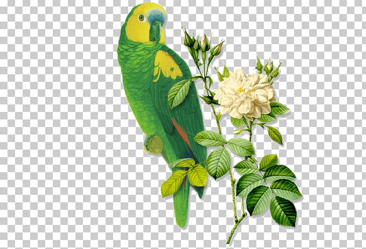 Kiss Friendship Love Bird Kindness PNG, Clipart, Beak, Bird, Branch, Common Pet Parakeet, Doctissimo Free PNG Download
