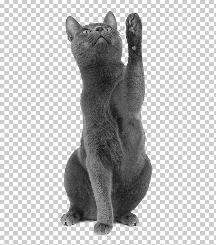 Korat Russian Blue Chartreux British Shorthair Burmese Cat PNG, Clipart, Black And White, Breed, British Shorthair, Burmese, Burmese Cat Free PNG Download