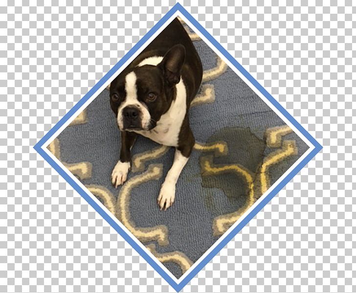 Boston Terrier Puppy Dog Breed Non-sporting Group Leash PNG, Clipart, Animals, Boston Terrier, Breed, Carnivoran, Dog Free PNG Download