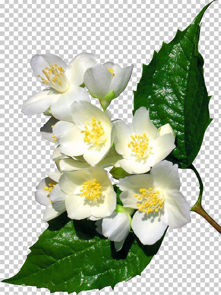 Flower Jasminum Officinale Tulip PNG, Clipart, Art White, Bit, Clip Art, Digital Image, Flower Free PNG Download