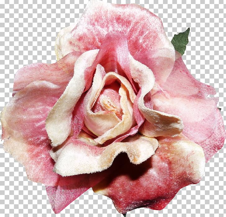 Rose Flower Pink PNG, Clipart, Blue Rose, Color, Cut Flowers, Designer, Euclidean Vector Free PNG Download