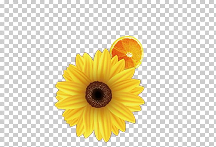 Common Sunflower PNG, Clipart, Cal, Daisy Family, Flower, Flowers, Fruit Free PNG Download