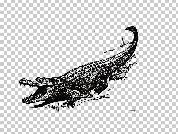 Crocodile American Alligator PNG, Clipart, Amazon, Animals, Black, Black And White, Crocodil Free PNG Download