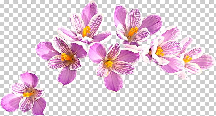 Crocus Flavus Flower PNG, Clipart, Blossom, Branch, Crocus, Encapsulated Postscript, Floral Design Free PNG Download