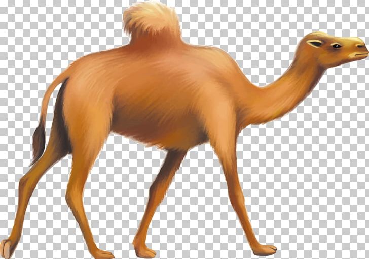 Bactrian Camel Dromedary Horse Giraffe PNG, Clipart, Animal, Animals, Arabian Camel, Bactrian Camel, Camel Free PNG Download