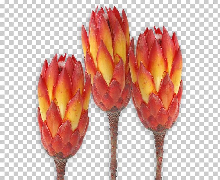 Sugarbushes Protea Repens Protea Grandiceps Trockenblume Red PNG, Clipart, Flower, Fruit, Orange, Others, Petal Free PNG Download