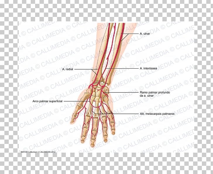 Thumb Artery Forearm Hand Human Anatomy PNG, Clipart, Anatomy, Arm, Artery, Blood Vessel, Circulatory System Free PNG Download