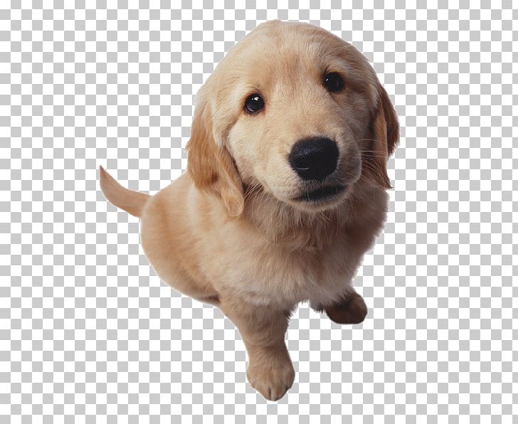Golden Retriever Puppy Cat Nosebleed PNG, Clipart, Animal, Animals, Camera, Camera, Camera Icon Free PNG Download