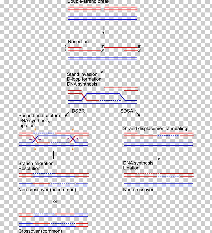 Holliday Junction Genetic Recombination Homologous Recombination Chromosomal Crossover Homologous Chromosome PNG, Clipart, Angle, Area, Biology, Chromatid, Chromosomal Crossover Free PNG Download