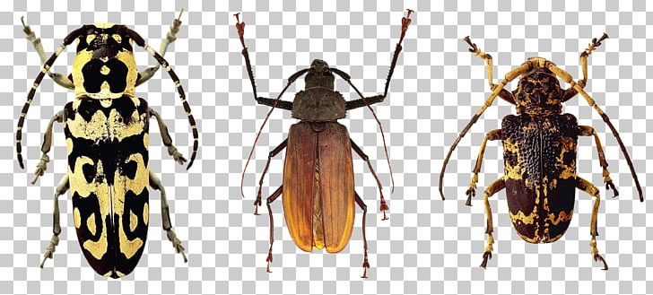 Japanese Rhinoceros Beetle Cockroach Mosquito Insect Wing PNG, Clipart, Animals, Arthropod, Bed Bug Bite, Bee, Beetle Free PNG Download