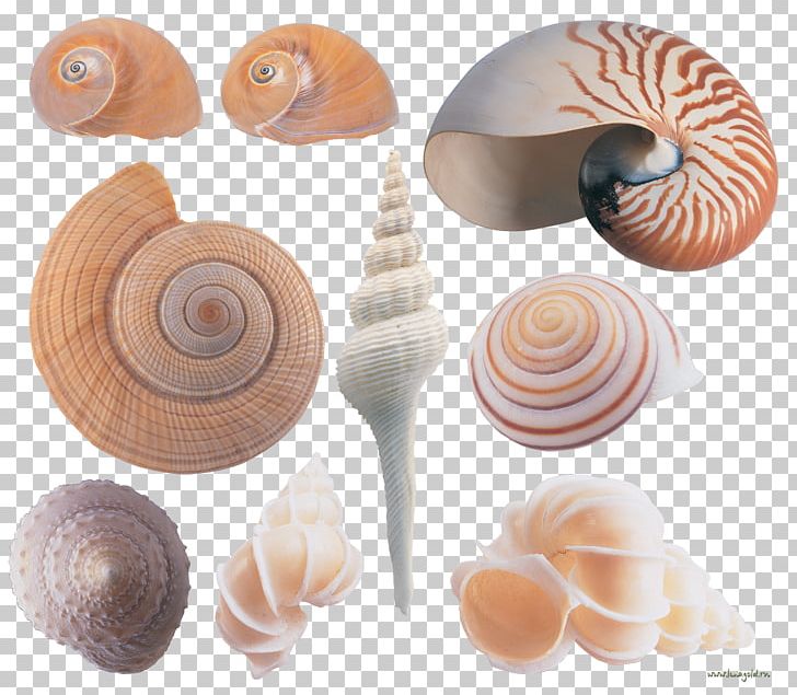 Seashell Conchology Sea Snail PNG, Clipart, Animals, Balcis Grandis, Conchology, Digital Image, Nautilida Free PNG Download