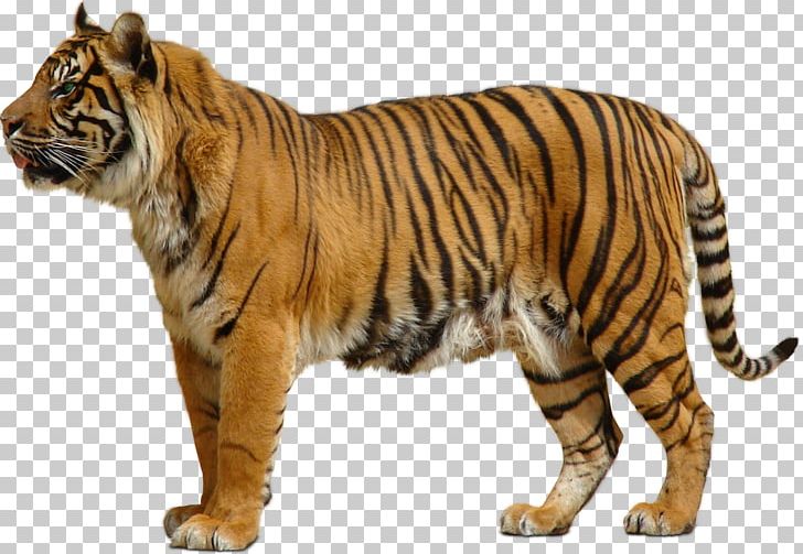 Bengal Tiger Sumatran Tiger Siberian Tiger Man-Eater: Hot Shifter Romance PNG, Clipart, Animal, Animal Figure, Animals, Bengal Tiger, Big Cat Free PNG Download
