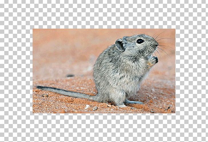 Gerbil Rat Mouse Common Degu Texas PNG, Clipart, Animals, Common Degu, Degu, Fauna, Gerbil Free PNG Download