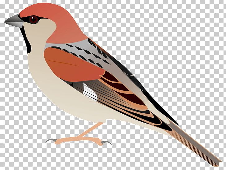 House Sparrow Somali Sparrow Plain-backed Sparrow Bird Weavers PNG, Clipart, Animals, Beak, Bird, Emberizidae, Fauna Free PNG Download
