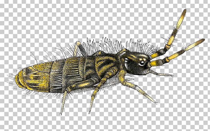 Springtail Orchesella Cincta Tardigrade Insect PNG, Clipart, Acari, Arthropod, Insect, Invertebrate, La Salamandre Free PNG Download