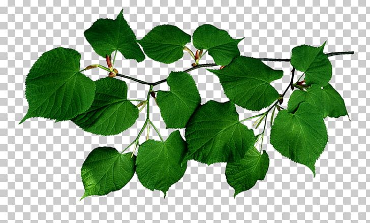 Tree Branch Leaf Shrub PNG, Clipart, Birch, Branch, Conifer Cone, Conifers, Ivy Free PNG Download