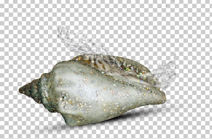 Sea Snail Conch PNG, Clipart, Clams Oysters Mussels And Scallops, Conch, Nature, Sea, Seashell Free PNG Download