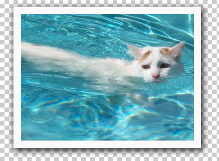 turkish cat swimming