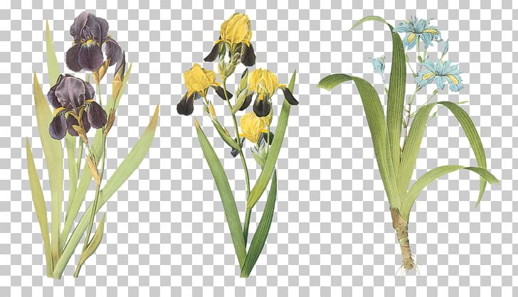 Paper Iris Family Iris Xiphium Art PNG, Clipart, Art, Botanical Illustration, Cut Flowers, Flora, Flower Free PNG Download