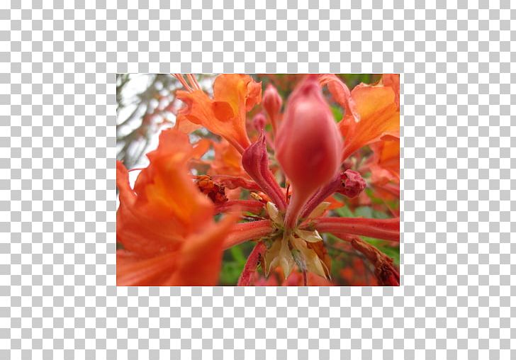 Flower Map Lily Of The Incas Alstroemeriaceae Lilium PNG, Clipart, Alstroemeriaceae, Azalea, Book, Deborah Leipziger, Flower Free PNG Download