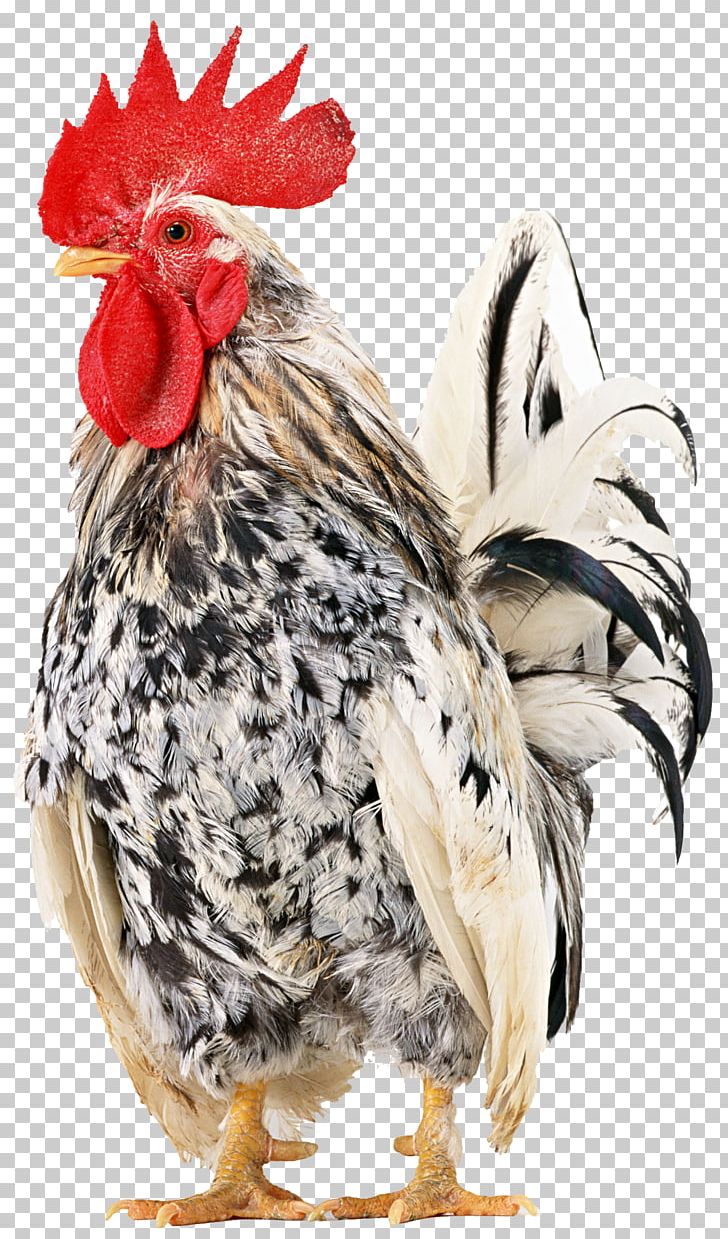 Rooster Rhode Island Red Japanese Bantam Cochin Chicken Broiler PNG, Clipart, Bantam, Beak, Bird, Chicken, Chickens On A Farm Free PNG Download