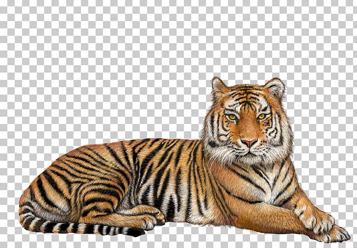 Tiger PNG, Clipart, Animals, Bengal Tiger, Big Cats, Carnivoran, Cat Like Mammal Free PNG Download