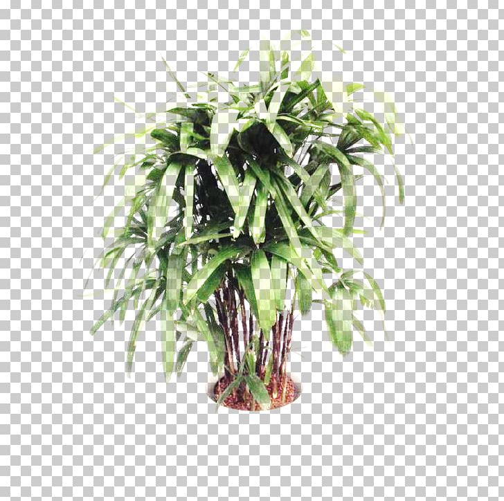 Tree Arecaceae Areca Palm Plant Stem PNG, Clipart, Arecaceae, Arecales, Areca Palm, Evergreen, Flowerpot Free PNG Download