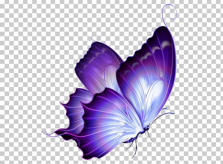 Butterfly Color PNG, Clipart, Arthropod, Butt, Butterfly Clipart, Butterfly Tattoo, Desktop Wallpaper Free PNG Download