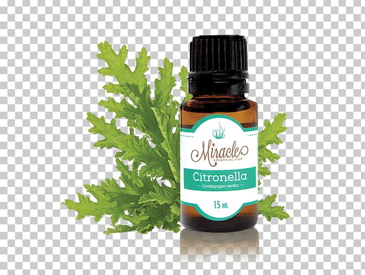 Citronella Oil Cymbopogon Nardus Essential Oil Household Insect Repellents PNG, Clipart, Cinnamon Leaf Oil, Citronella, Citronella Oil, Cymbopogon Citratus, Cymbopogon Martinii Free PNG Download