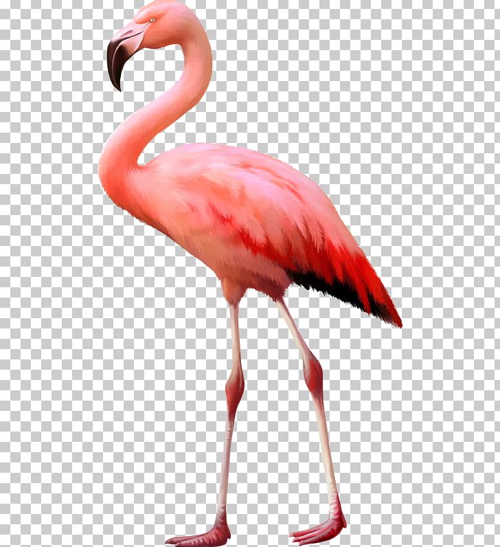 Flamingo Stock Photography PNG, Clipart, Animal, Animals, Animal World, Beak, Bird Free PNG Download