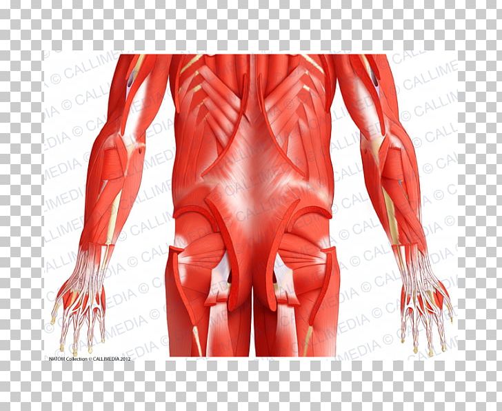 Pelvis Muscle Muscular System Human Body Gluteus Minimus PNG, Clipart, Abdomen, Arm, Biceps Femoris Muscle, Bone, Buttocks Free PNG Download