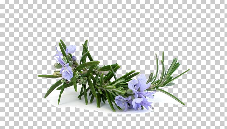 Rosemary Distillation Essential Oil Lavender Oil PNG, Clipart, Aroma Compound, Aromatherapy, Distillation, Doterra, Essential Oil Free PNG Download