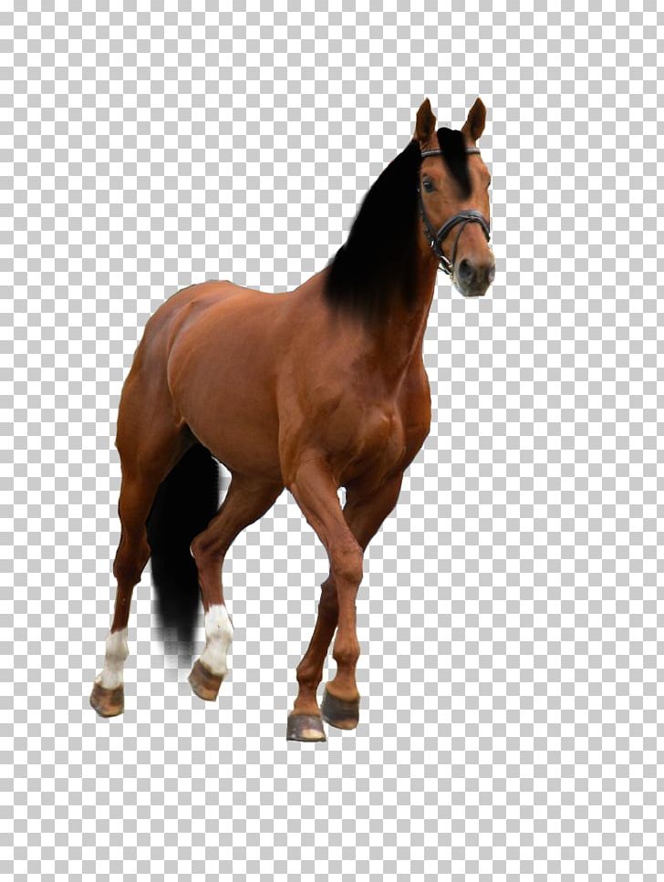 American Quarter Horse American Paint Horse Drawing Horse Training PNG, Clipart, Animal, Animals, Animation, Bridle, Cartoon Free PNG Download