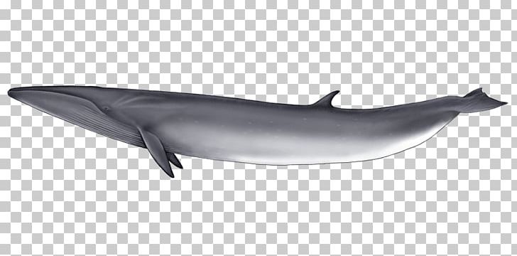 Common Bottlenose Dolphin Short-beaked Common Dolphin Tucuxi Rough-toothed Dolphin Spinner Dolphin PNG, Clipart, Cetacea, Encapsulated Postscript, Fauna, Image File Formats, Mammal Free PNG Download