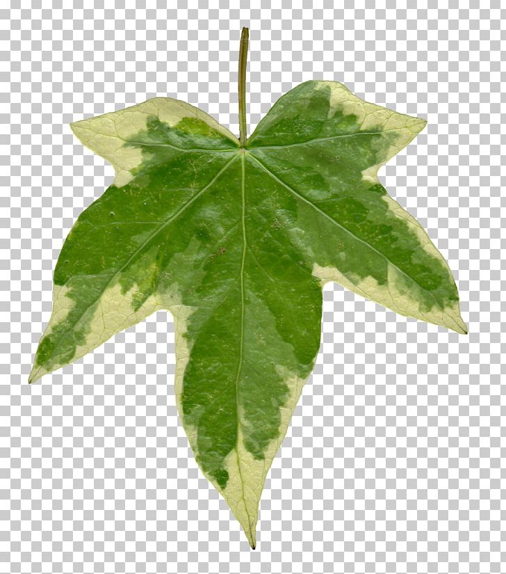 Common Ivy Leaf Vine Texture Mapping PNG, Clipart, Common Ivy, Desktop Wallpaper, Ivy, Ivy Family, Leaf Free PNG Download